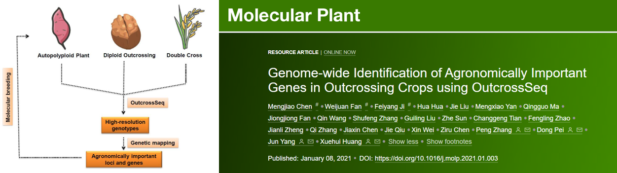 OutcrossSeq